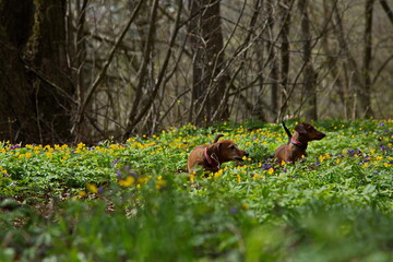 Red dachshunds for a walk in the spring forest.