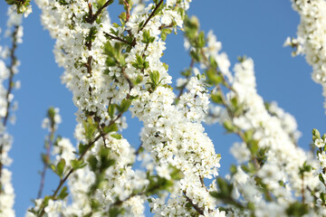 Branches of blossoming cherry plum tree against blue sky, closeup