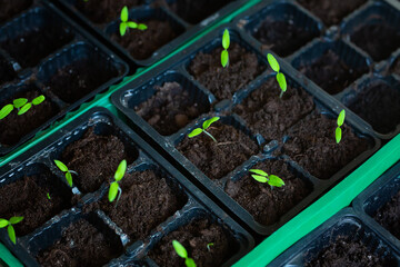 Very small sprouts from tomato seeds that sprouted in a pot on a windowsill. Shallow depth of field.
