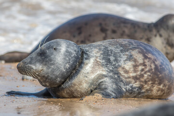 Marine pollution and animal welfare. Seal choking on fishing line