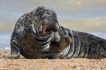 Funny animal meme image. Cute friendly happy seal saying hi
