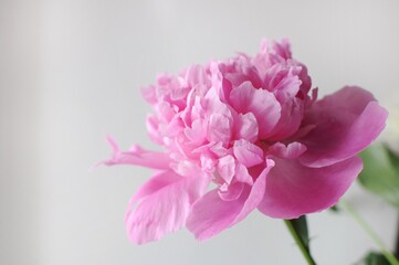 Beautiful pink flourished peony on grey background. Blooming flower gift