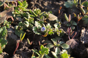 first spring flowers