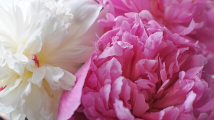 Macro top view of beautiful pink and white peonies bouquet. Blooming flowers.