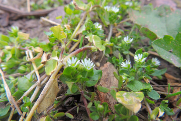 first spring flowers