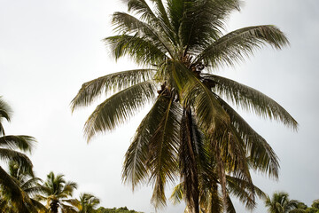 Fototapeta na wymiar The Palm Tree Of Her Island