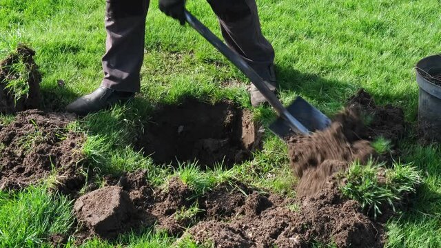 Workers planting tree. Hand planting tree. Man plants a tree, hands with shovel digs the ground, nature, environment and ecology concept