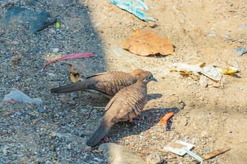 Pigeons doves eating from the ground with garbage Bangkok Thailand.