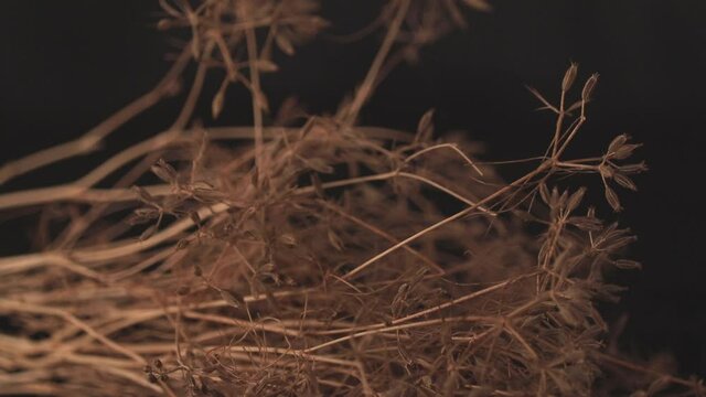 Zira or zeera plant on black background, cumin seeds plant on black table,close up view caraway or carum carvi,fresh plant of unripe cumin on natural background