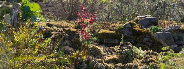 Verwunschenes Gartenstück