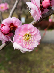 梅の花