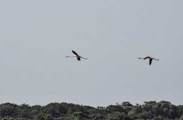 Coppia di fenicotteri in volo sull' Oasi del Lago di Burano