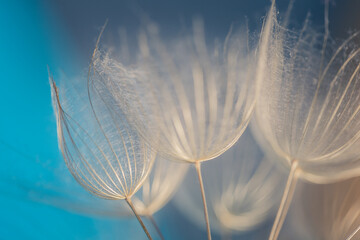 Abstract dandelion flower background. Seed macro closeup. Soft focus. Vintage style