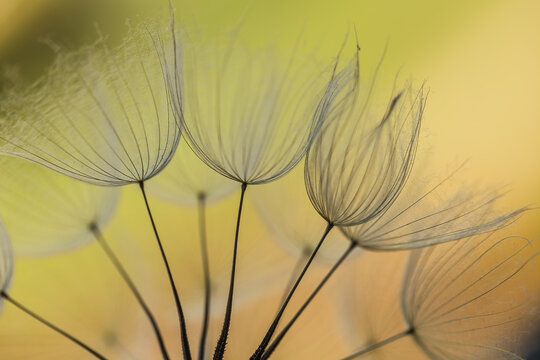 Abstract dandelion flower background. Seed macro closeup. Soft focus. Vintage style