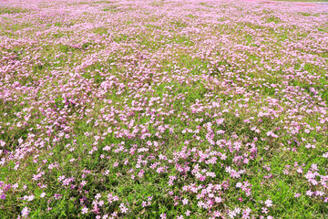 Fototapeta premium 芝桜 満開