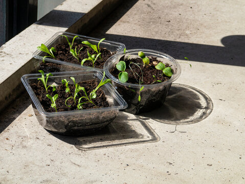 Seedlings of tomatoes, zucchinis, marigolds in containers on balcony