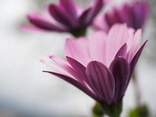 Close up of beautiful spring lilac daisies, with soft floral background