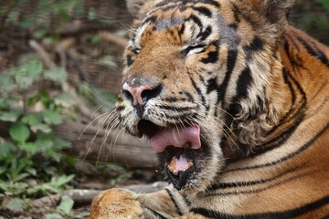 Close tight shot of a tiger's face with its tongue rolled while yawning