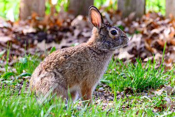 A cottontail rabbit (Sylvilagus) sitting in the grass in Kansas.