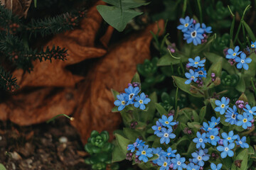 forget-me-not in bloom during springtime