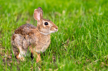 Naklejka na ściany i meble A cottontail rabbit (Sylvilagus) sitting in the grass in Kansas.