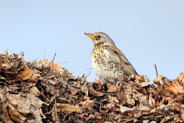 fieldfare