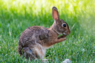 A cottontail rabbit (Sylvilagus) sitting in the grass in Kansas.