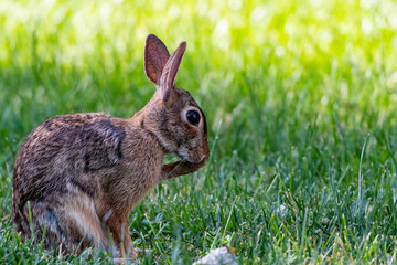 A cottontail rabbit (Sylvilagus) sitting in the grass in Kansas.