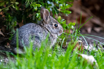 A cottontail rabbit (Sylvilagus) sitting in the grass in Kansas.