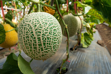Yellow orgranic melons fruit or cantaloupe in melons farm plant green house.