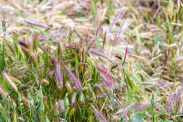 ears of grain in a meadow