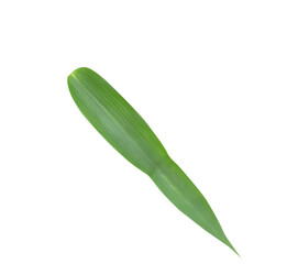 Green bamboo leaves isolated on white background