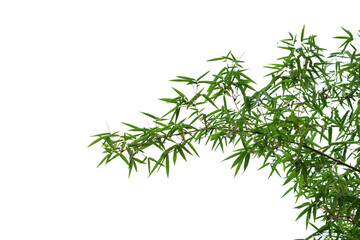 Green bamboo leaves isolated on white background