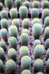Close-up green cactus pot, garden plant