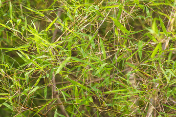 Bamboo forest green bamboo plant with natural light The bamboo back is blurred