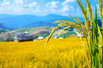 Obraz premium close up ripe yellow paddy Rice grain , Chiang Mai, Thailand