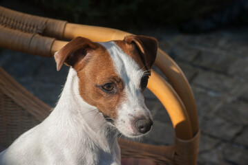 Jack Russell terrier female dog head closeup