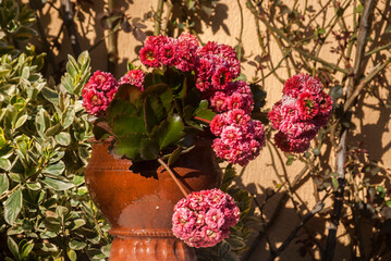 Rosebud pink kalanchoe calandivia flower in clay pot closeup
