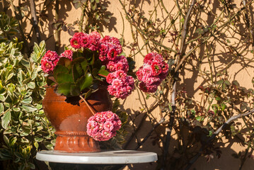 Rosebud pink kalanchoe calandivia flower in clay pot closeup
