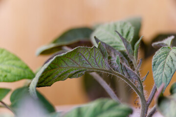 Tomato seedling leaves turning purple indicating a phosphorus deficiency. Selective focus,...
