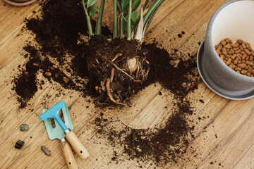 Repotting plants at home. Zamioculcas plant on floor, roots, soil, pot, drainage, gardening tools