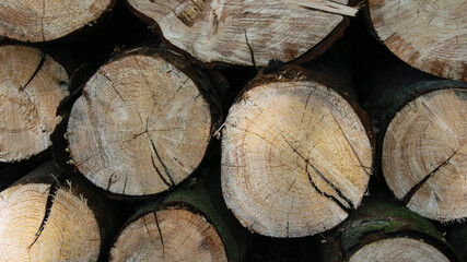 Naklejka premium background with round wooden logs. A pile of wooden logs at the edge of the forest. The trunks of the trees are cut and stacked in the foreground, firewood. Piles of logs, logging woodworking industry