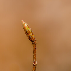 Macro close up of a sugar maple (Acer saccharum) bud in spring getting ready to blossom. Selective...