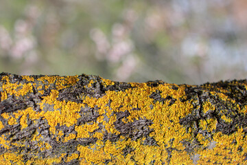 mockup for product, tree trunk texture background in nature