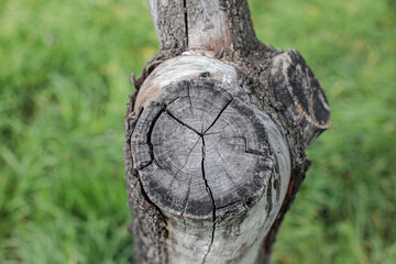old oak tree trunk in spring forest