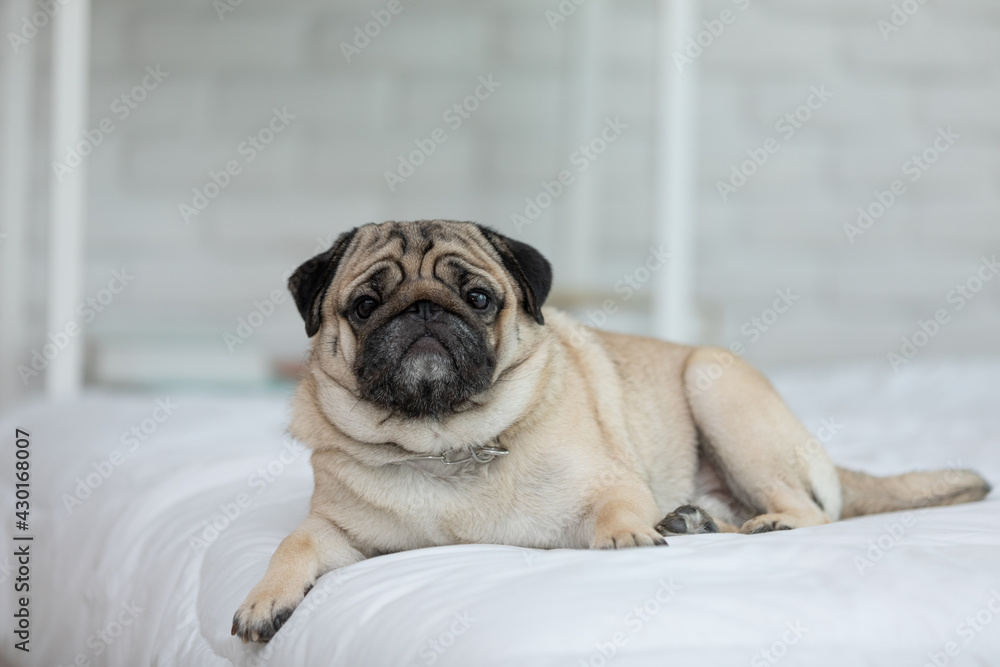 Wall mural cute dog lying on white bed in cozy bedroon,purebred dog pug breed lying and comfortable at home