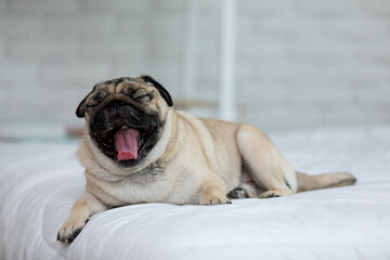 Obraz premium Cute dog Yawning on white bed in cozy bedroon,Purebred dog pug breed lying and comfortable at home