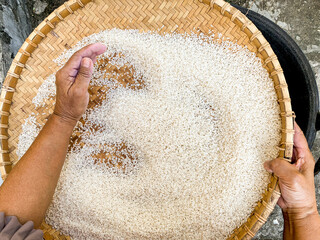 winnowing rice wit rattan tray basket.