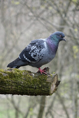 dove sitting on a tree branch 