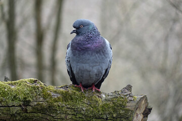 Obraz premium dove sitting on a tree branch 